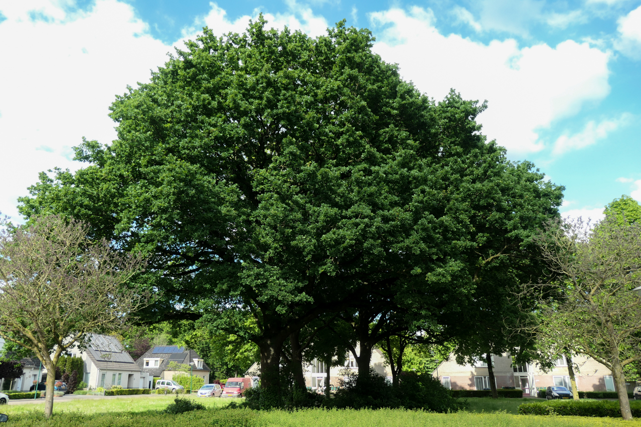 Eiken mogen gekapt worden, natuur staat in de kou - Heeze Leende