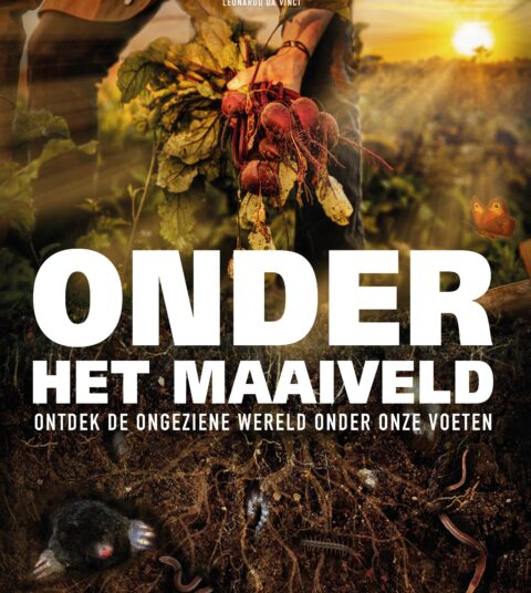 onder het maaiveld