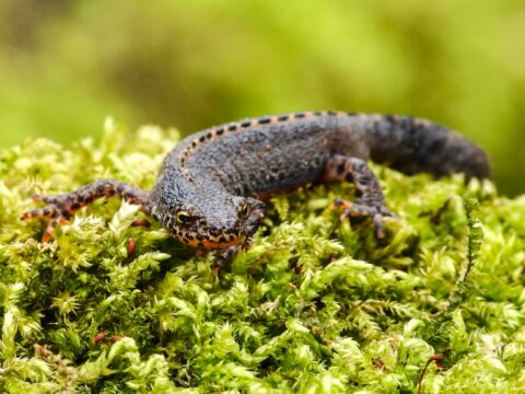 alpenwater salamander