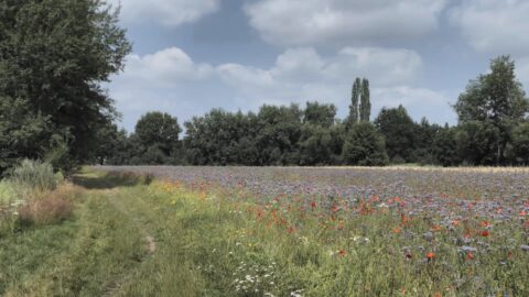 natuurlijk Brabant Gijzenrooi