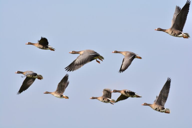 kolganzen in vogeltrek