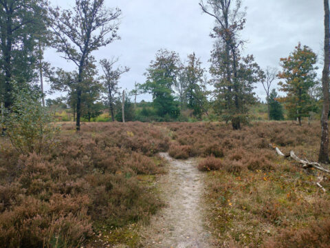 winterwandeling door natuurgebied Op Hees