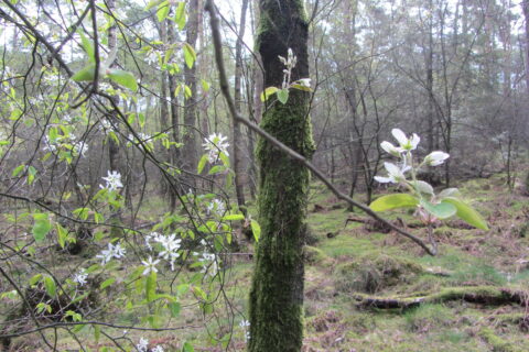 Wandeling: Lente in de bossen