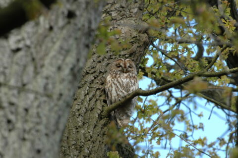 Lezing over roofvogels en uilen