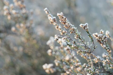 Midwinterwandeling voor leden op Bornia