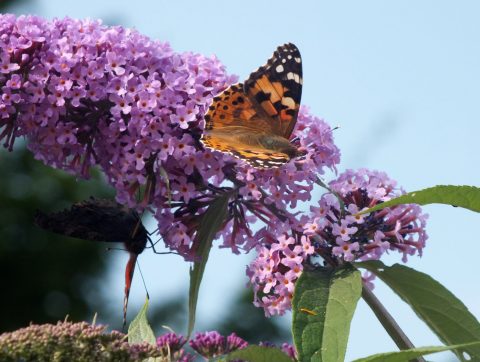 Vlinders & Libellen