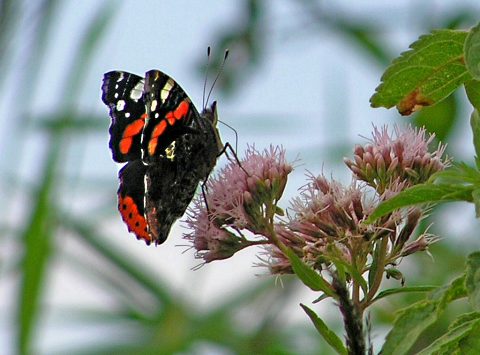 Natuurgidsenopleiding Alphen-Nieuwkoop gaat weer van start!