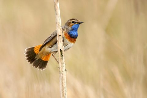 Broedseizoen gestart in de Nieuwkoopse Plassen