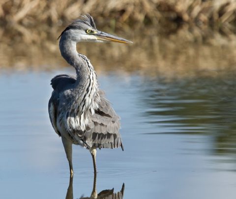 Water-Wintervogeltelling oktober 2021