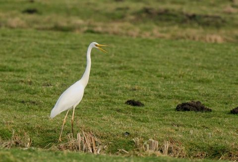 Prachtig voorjaarsweer tijdens de Grote Zilverreiger Slaapplaatstelling