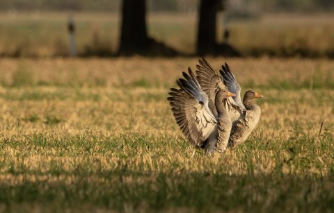 Wintervogeltelling januari 2022, tevens midwintertelling