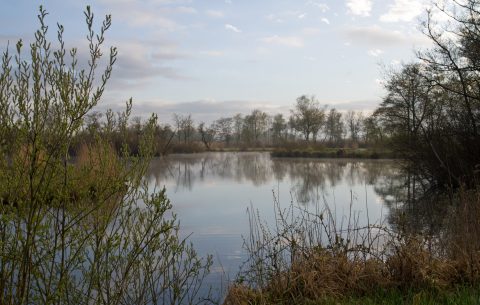 Boswachters varen weer bikkeltochten op de Nieuwkoopse Plassen