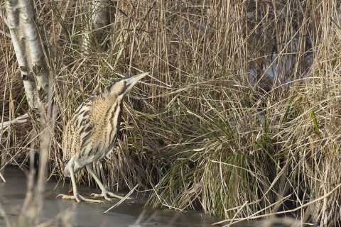 Winterse vogeltelling met leuke waarnemingen