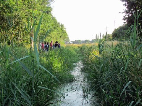 Wandelroutes door Maas en Waal