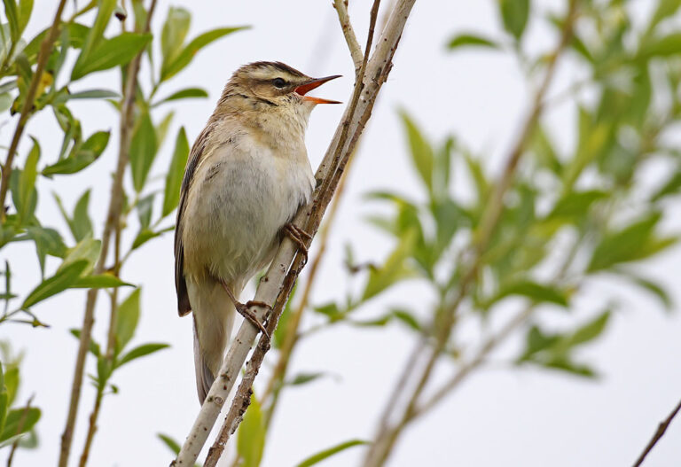 cursus vogels herkennen