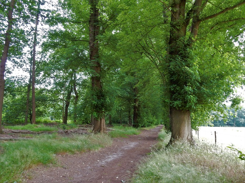 Herfstwandeling Landgoed Pettelaar S Hertogenbosch