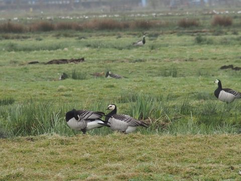 polder