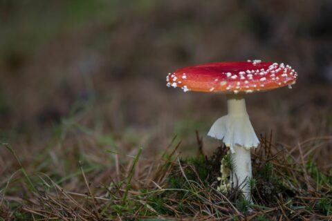 Vliegenzwam, de iconische paddenstoel uit het kinderversje van onze jeugd