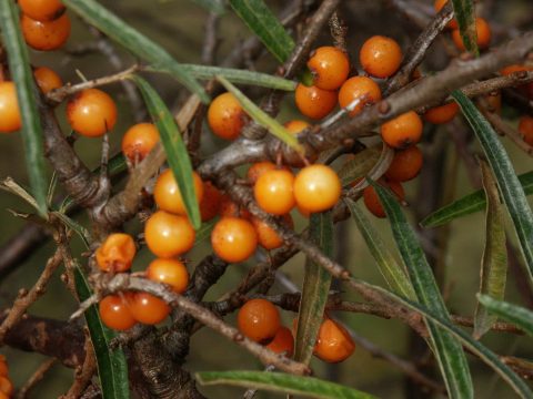 Natuurwandeling Wilhelminabos