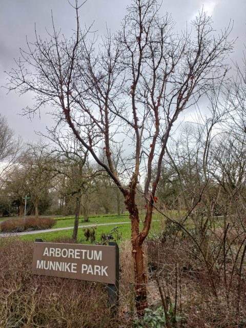 Arboretum Munikke Park