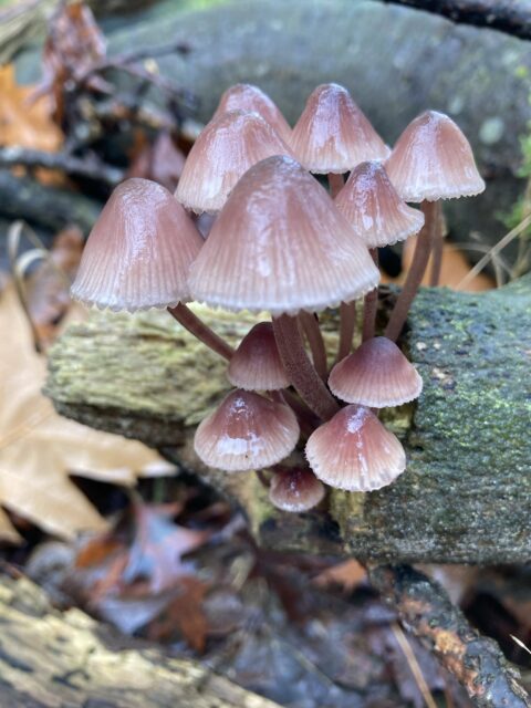 bloedsteelmycena