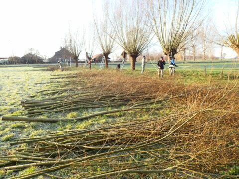 Wilgen knotten bij Vaassen