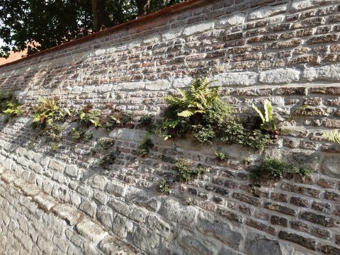 Natuur in de stad BrabantseWal Markiezenhof muurflora