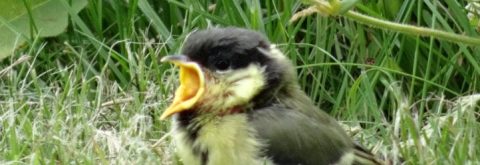 jonge koolmees kop 3op1