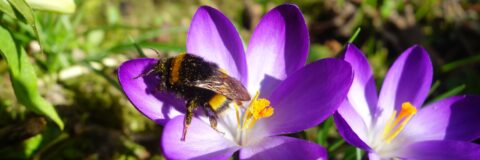 hommel op krokus kop 3op1