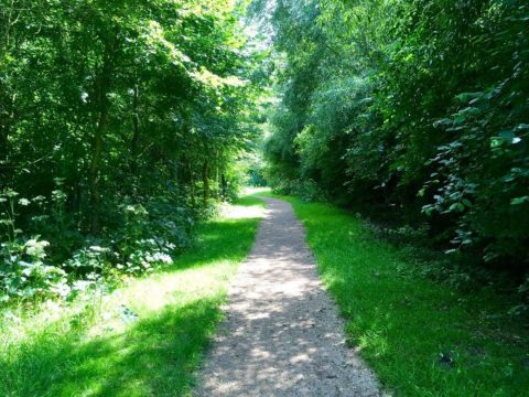 Vruchten en zaden in Venneperhout