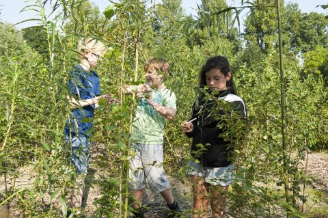 Tiny Forest komt naar Overijssel!