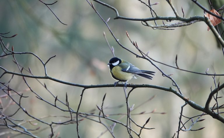 Vogelwandeling Zaartpark 2024