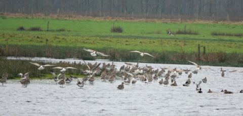 vogelwandeling 24-11-24