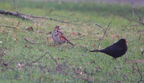 2025-01-26 vogels in het park