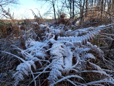 Dorst 05-01-25