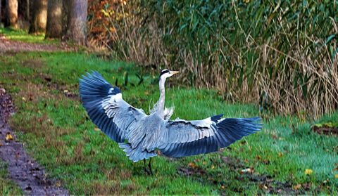 2025-01-15 Natuurwandeling Liesbos