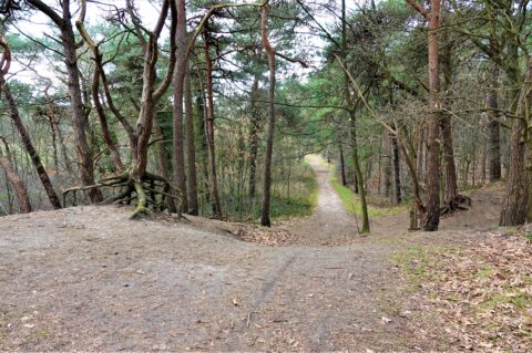 2025-02-09 Oosterheide foto Lieneke