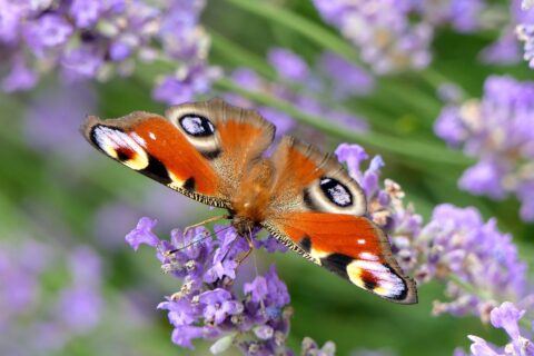 Kies planten die vlinders aantrekken