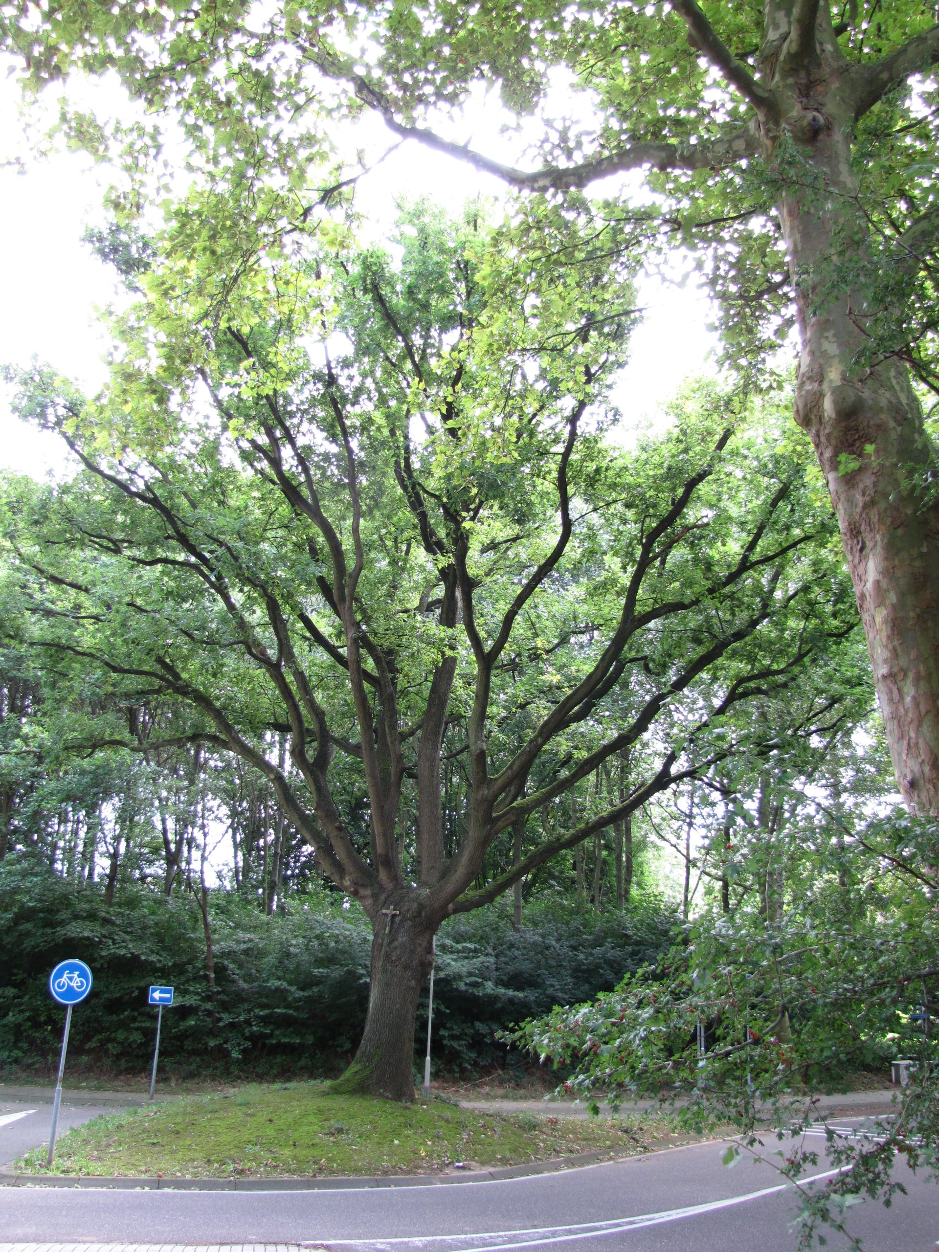 Presentatie Monumentale Bomen Munster Geleen Sittard