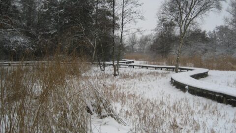 Sneeuw in de Rekerhout