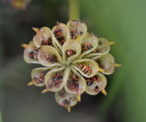 Foto van uitgebloeide dotterbloem met zaden