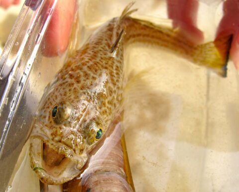 Foto van een vis: een Pieterman