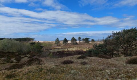 Foto van open gebied in Bergense duinen