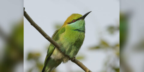 Een kleine groene bijeneter