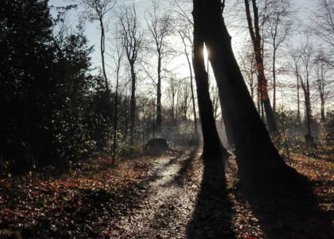 Zonnestralen door het heilooerbos