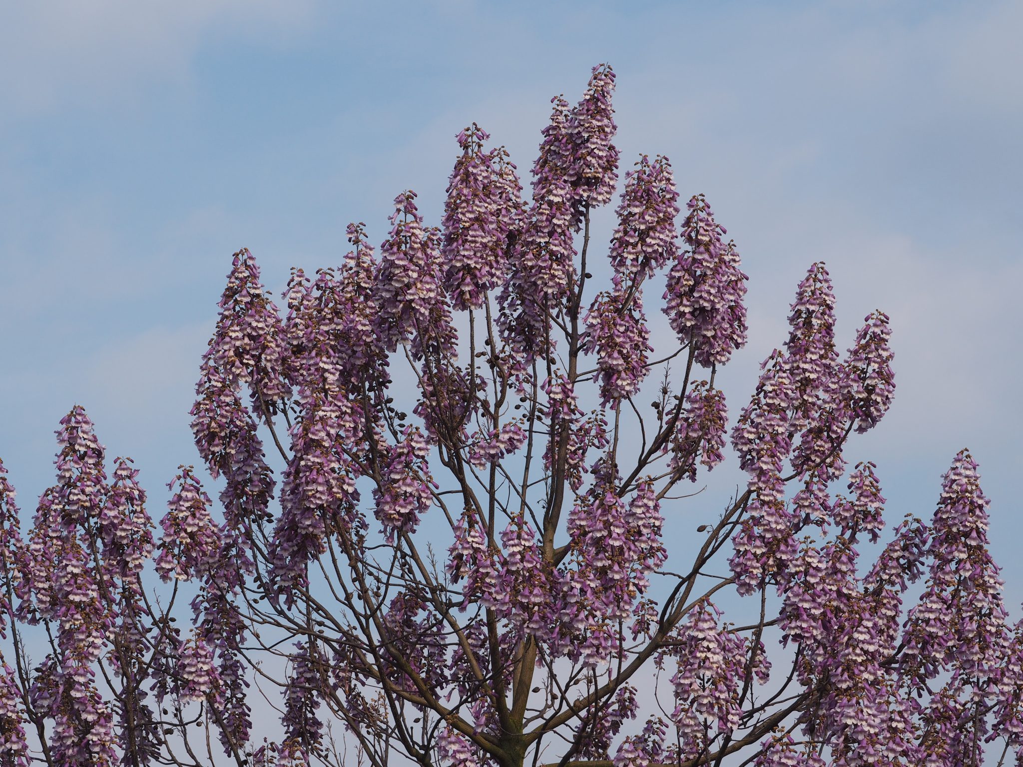 Anna Paulownaboom Paulownia Tomentosa Oirschot