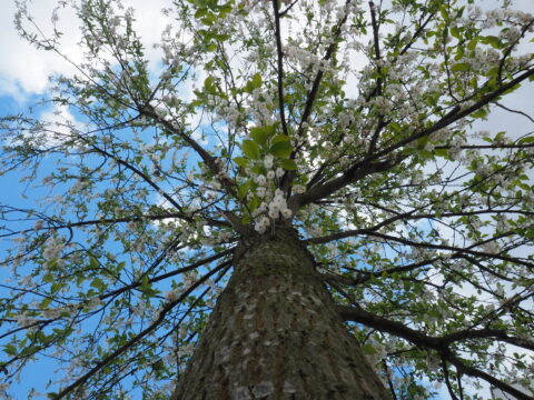 Sneeuwklokjesboom-LA-Oirschot