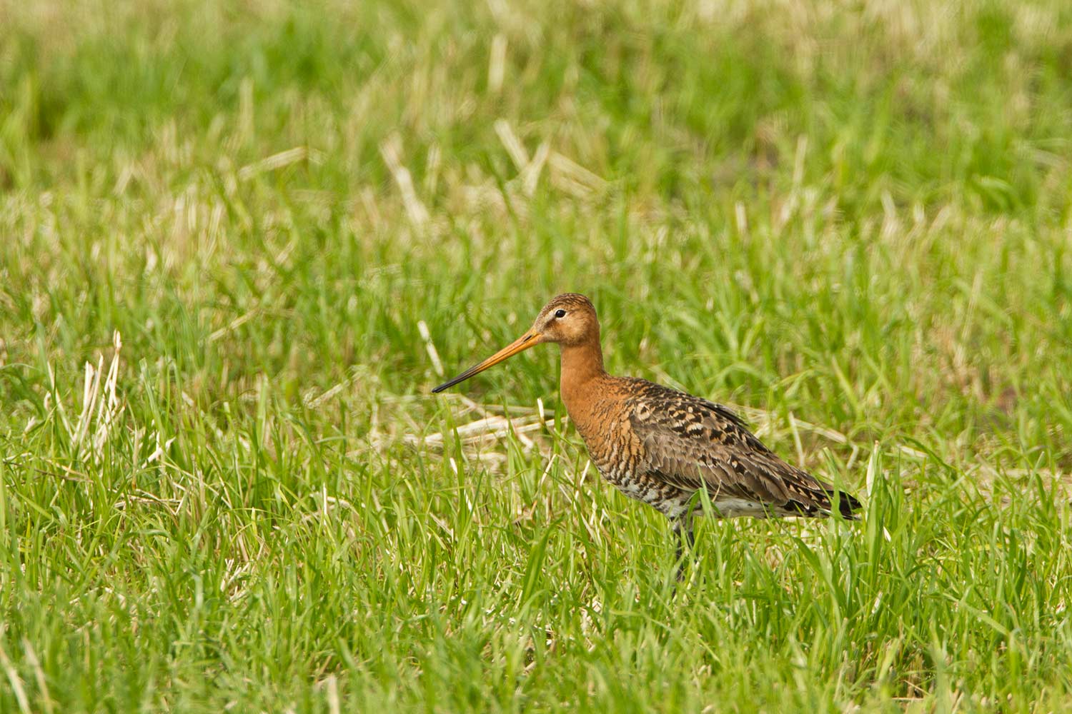 Vogels Kun Je Niet Melken Oisterwijk E O