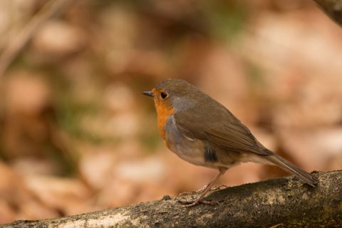 Vogelwerkgroep