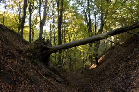 GZ Nijmegen Duivelsberg Berg en Dal canyon omgevallen boom foto Gabriel Zwart2015